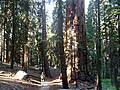 A massive sequoia near the junction with the Alta Trail.